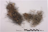 藏品(樹髮屬 )的圖片